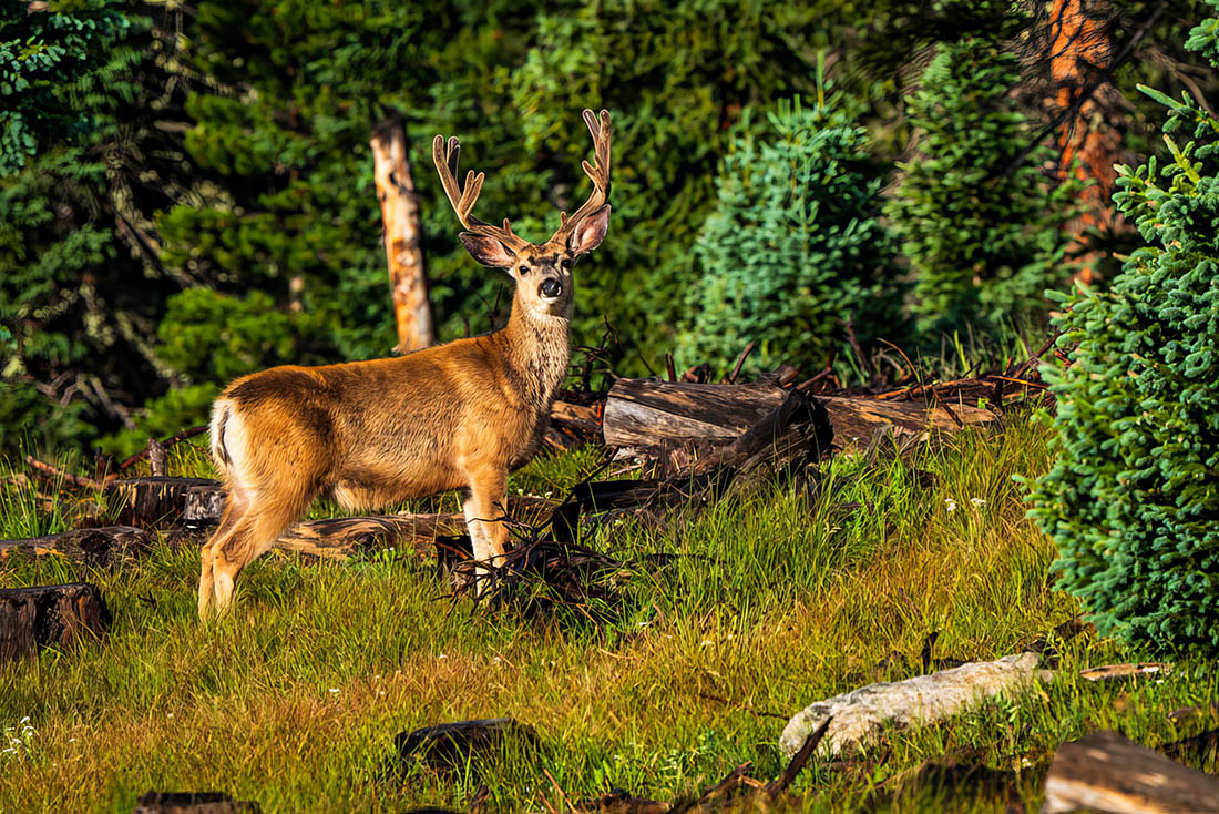 Mule Deer Buck In Northern Colorado Backcountry Gallery Photography