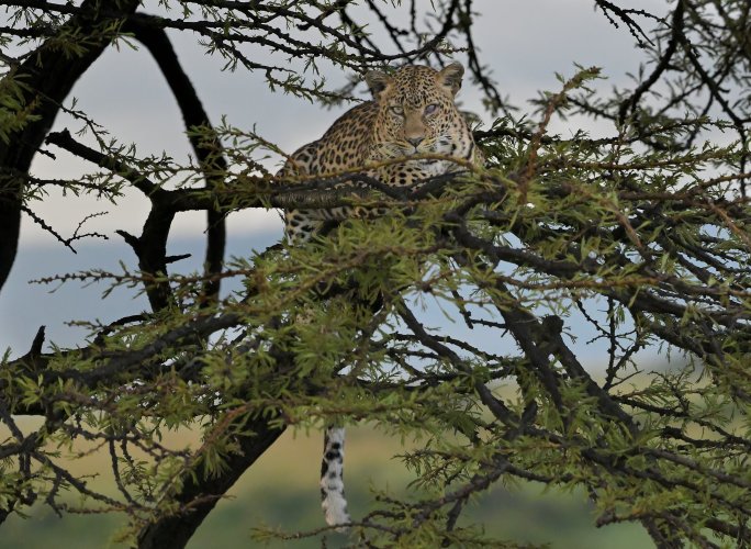 Monocular Leopard (F) spotted in Kenya