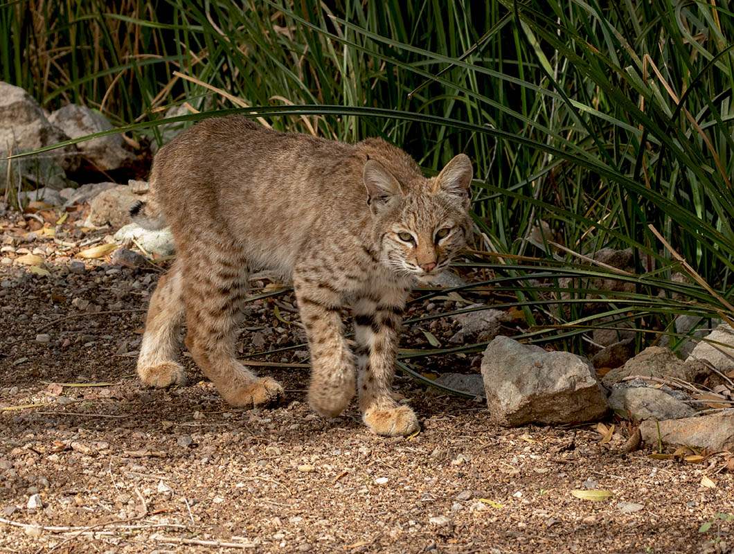  0 Bobcat  Sweetwater 103020157X0A2496.jpg