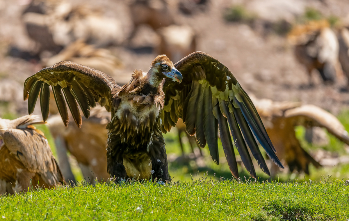 003 Black Vulture.jpg