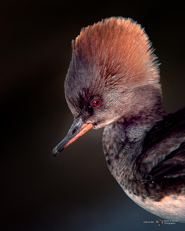 00567 8X10W D70 Merganser .jpg