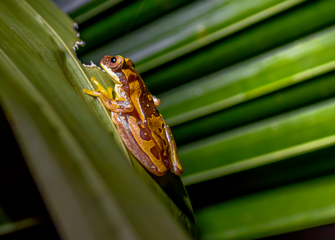 014 Hourglass Tree Frog-Edit.jpg