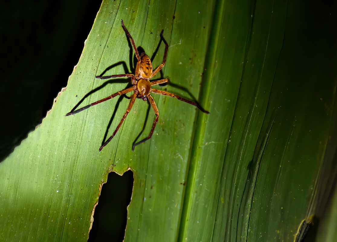 017 Brazilian Banana Spider-Edit-Edit.jpg