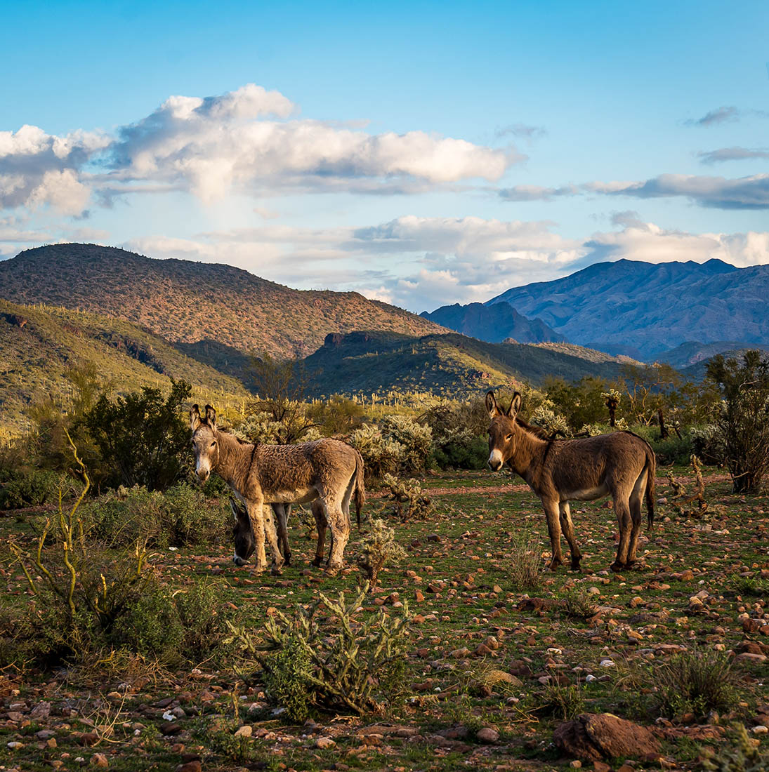 Mules arizona clearance