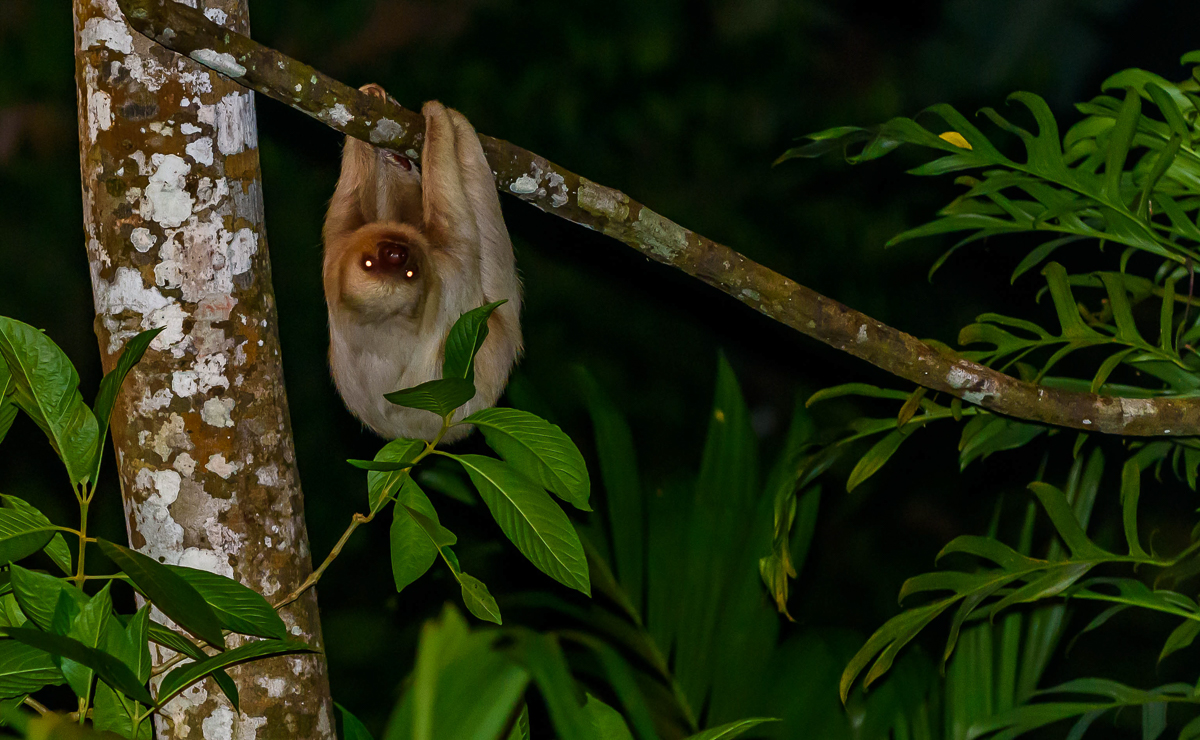 028 Hoffmann's 2 Toed Sloth.jpg