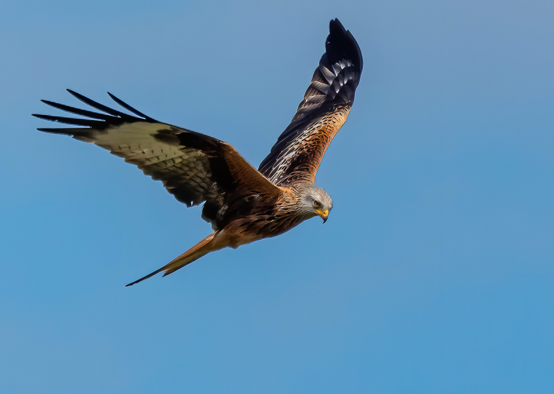 03 Red Kite-edit-Edit.jpg