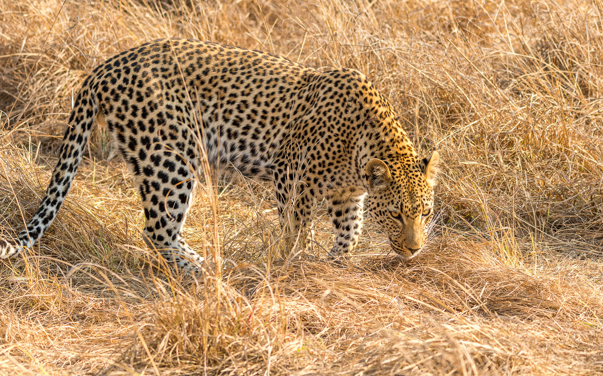 034 Male Leopard Mukambi.jpg