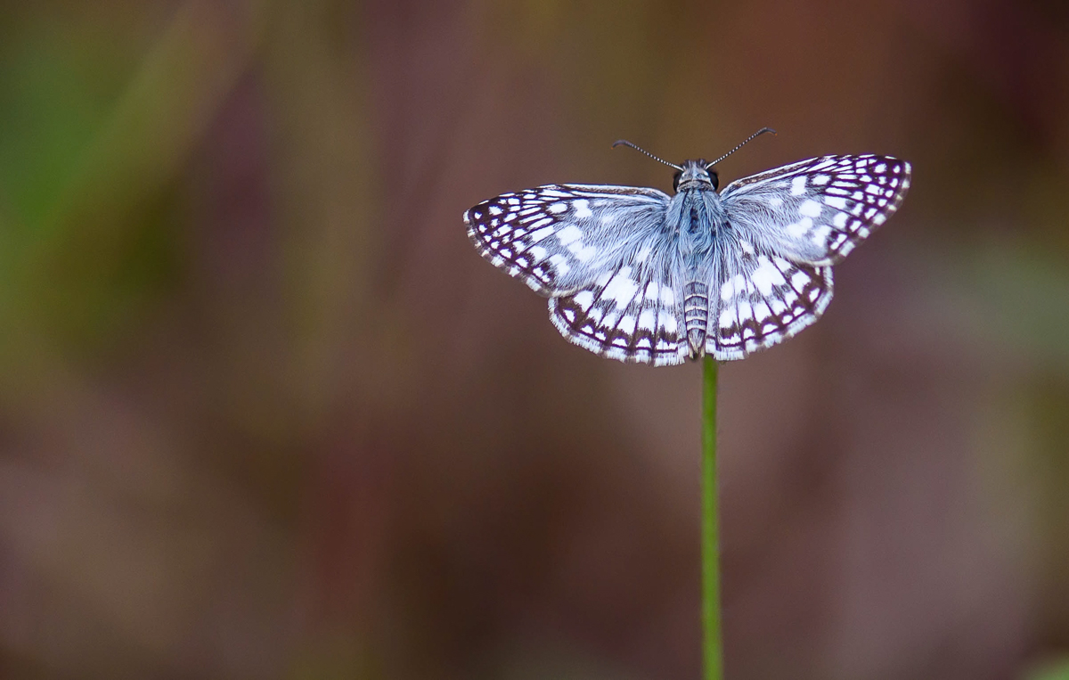 035 Orcus Checkered Skipper.jpg