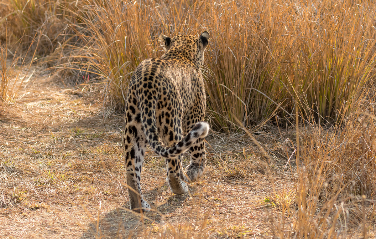 036 Leopard male Mukambi.jpg