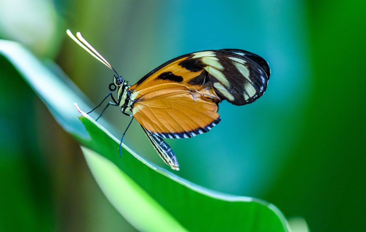 042 Tiger-striped Longwing.jpg