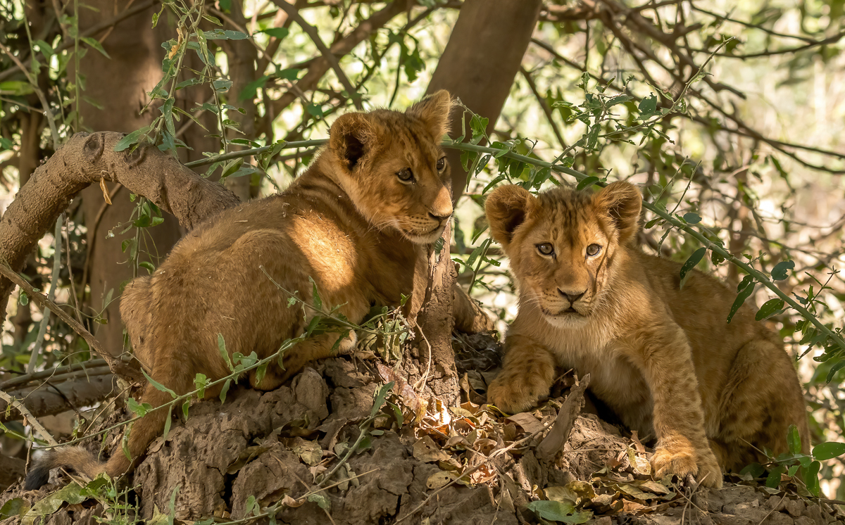 050 Lion cubs Chongwe-Edit.jpg