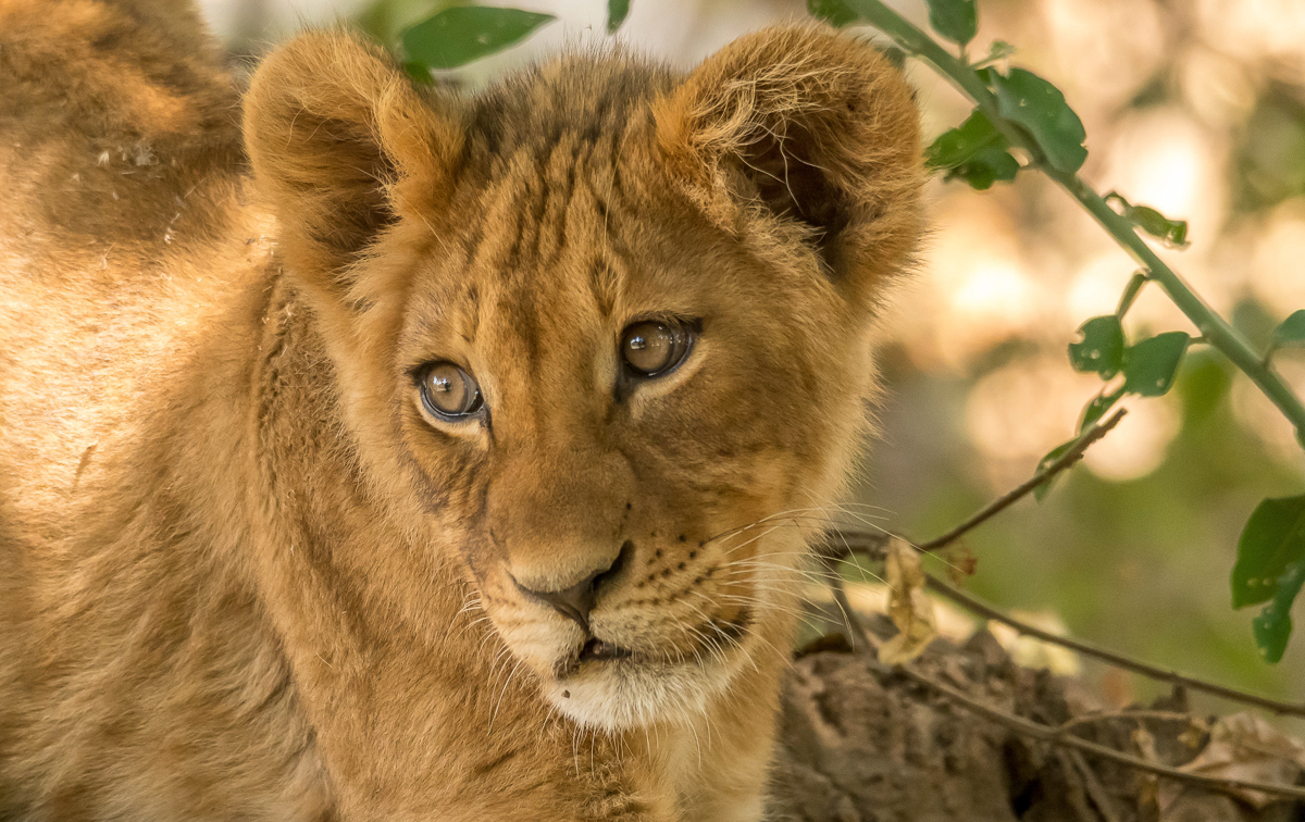 051 Lion cub Chongwe.jpg