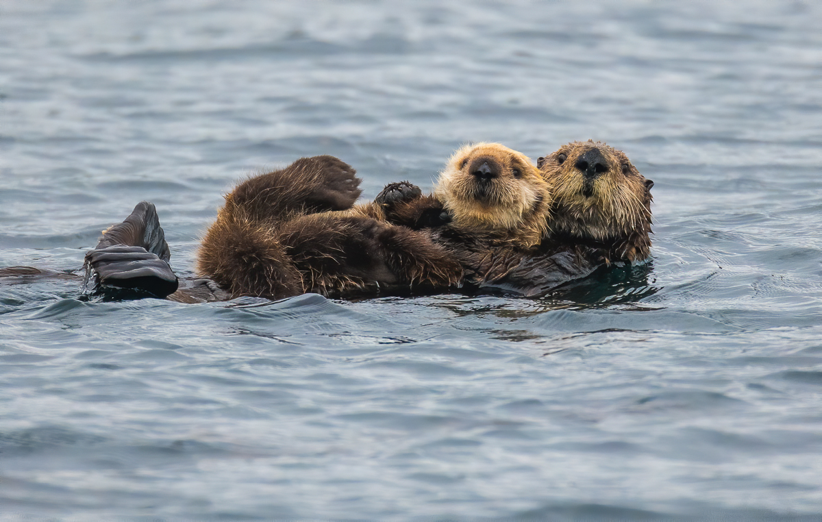 052 Sea Otters-Edit.jpg