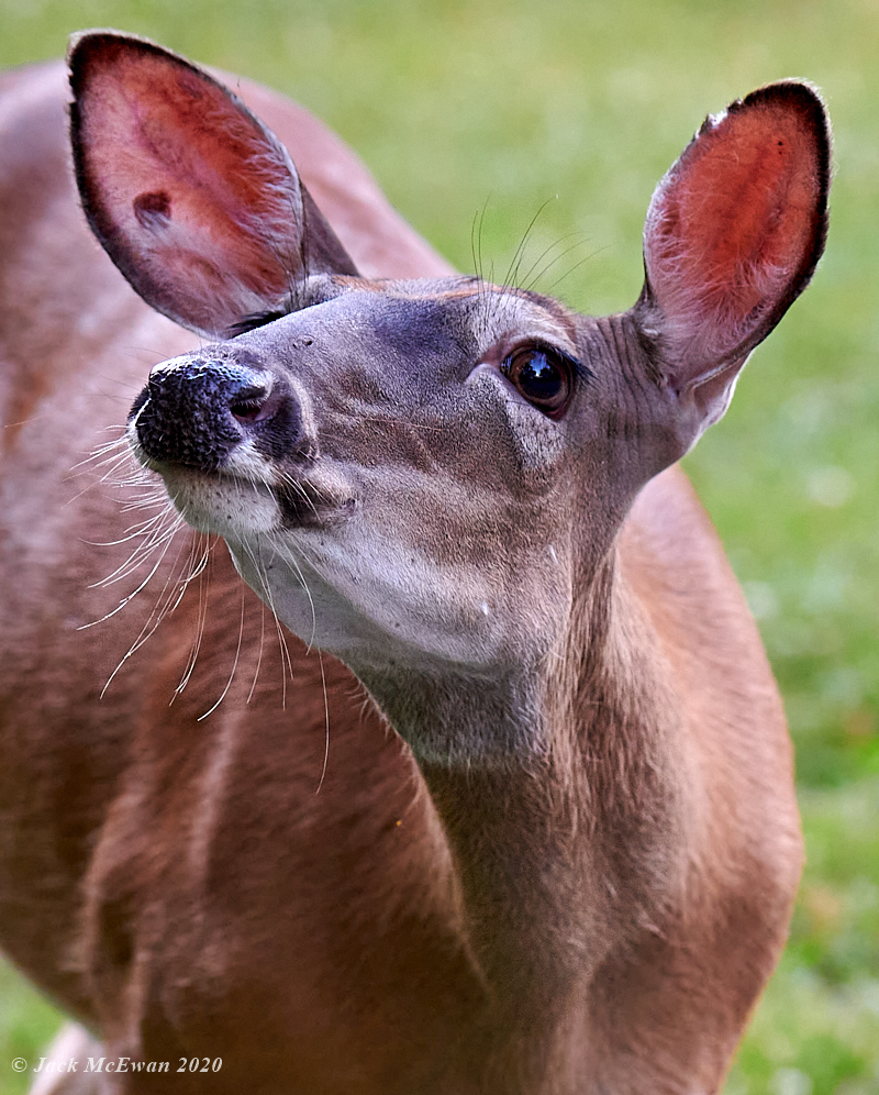 06302020-GLP Deer & Squirrels-314.jpg