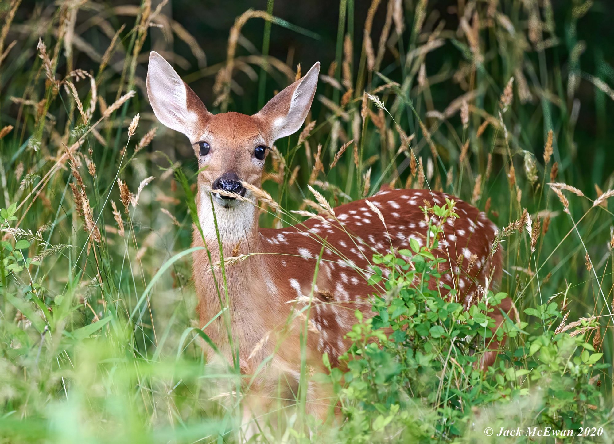 06302020-GLP Deer & Squirrels-BCG-1093-DN.jpg