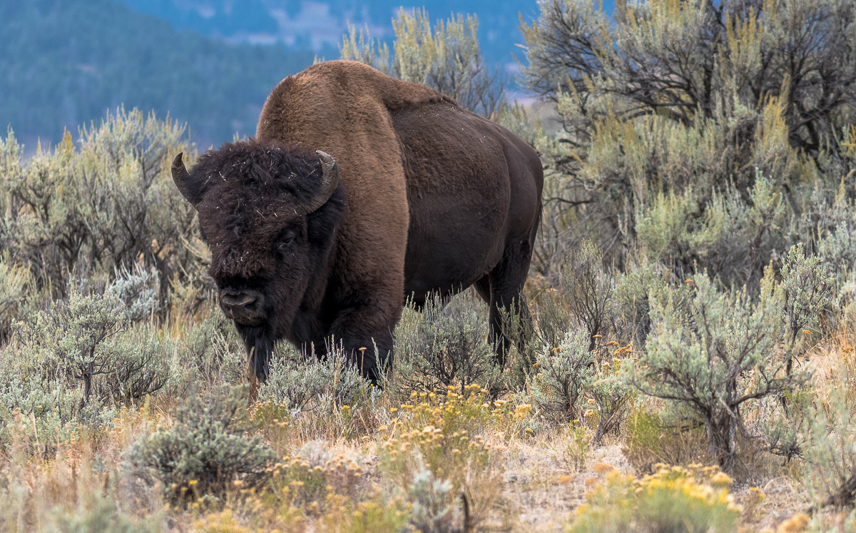 065 Bison In Sagebrush.jpg