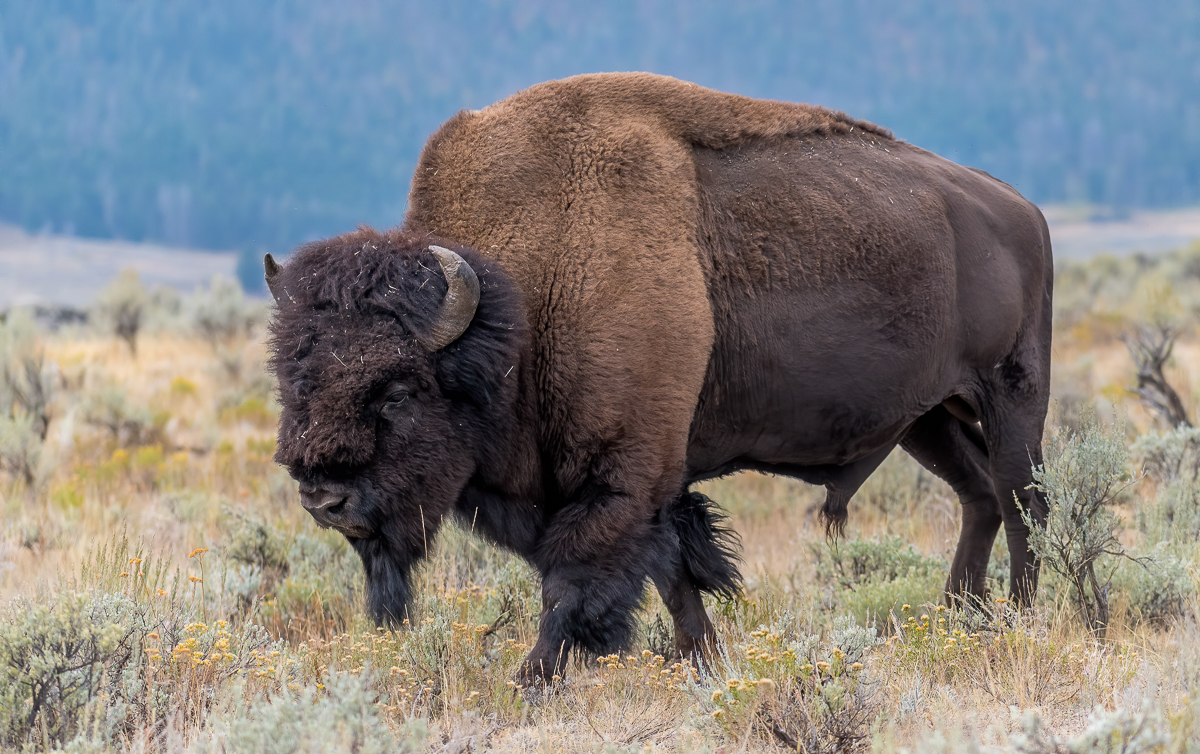 066 Male Bison-Edit.jpg