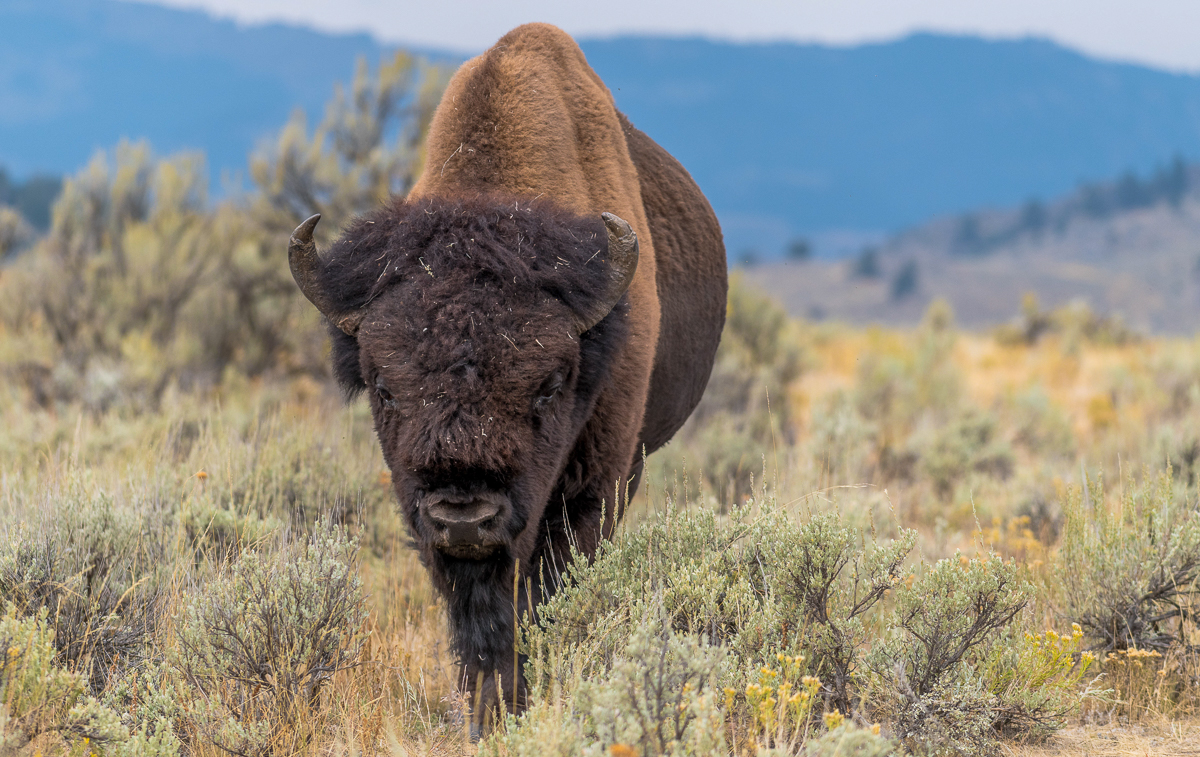 067 Male Bison.jpg