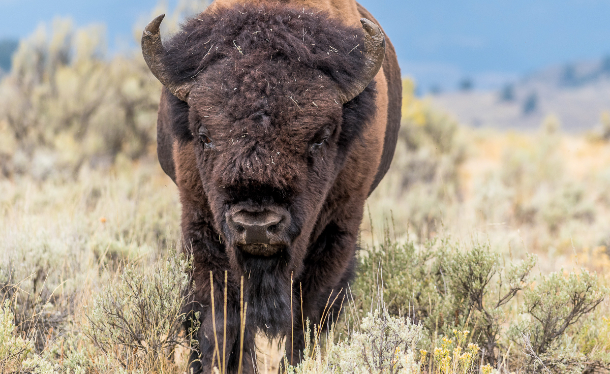 068 Male Bison.jpg