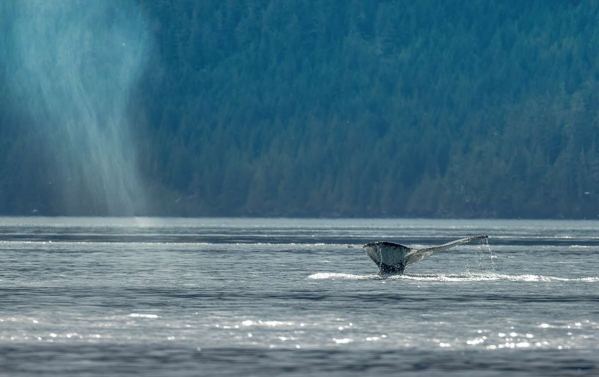 087 Humpback Whale-Edit.jpg