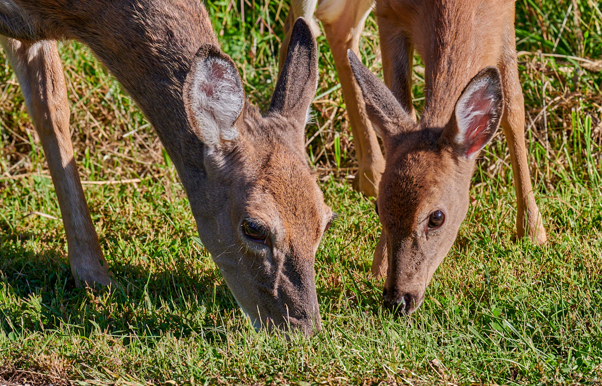 09212020-GLP Deer-181.jpg