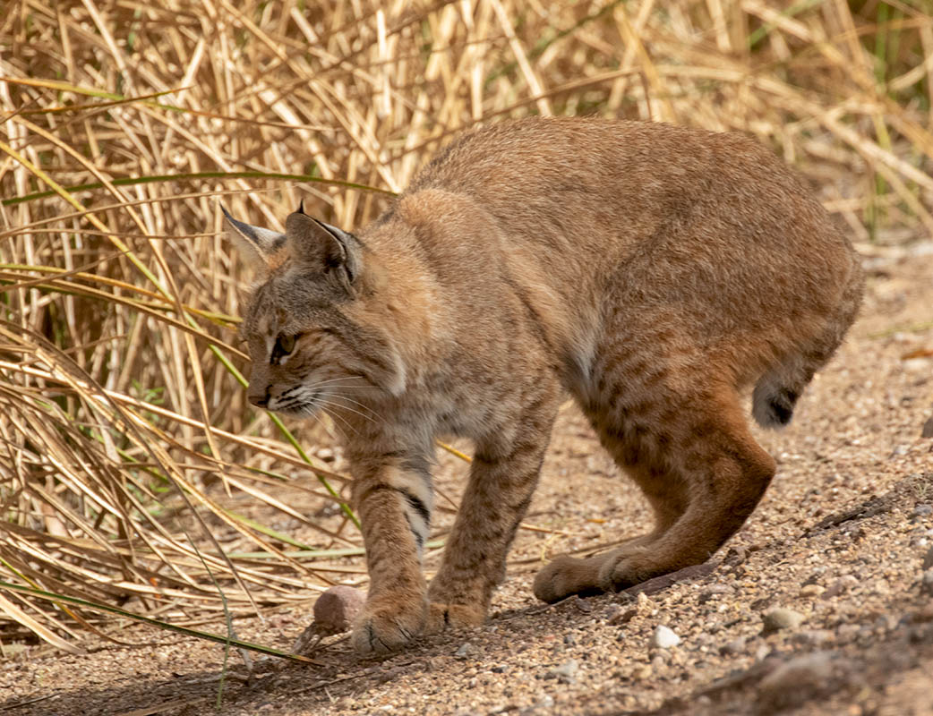 1 Bobcat  Sweetwater Wetlands 103020157X0A2522.jpg