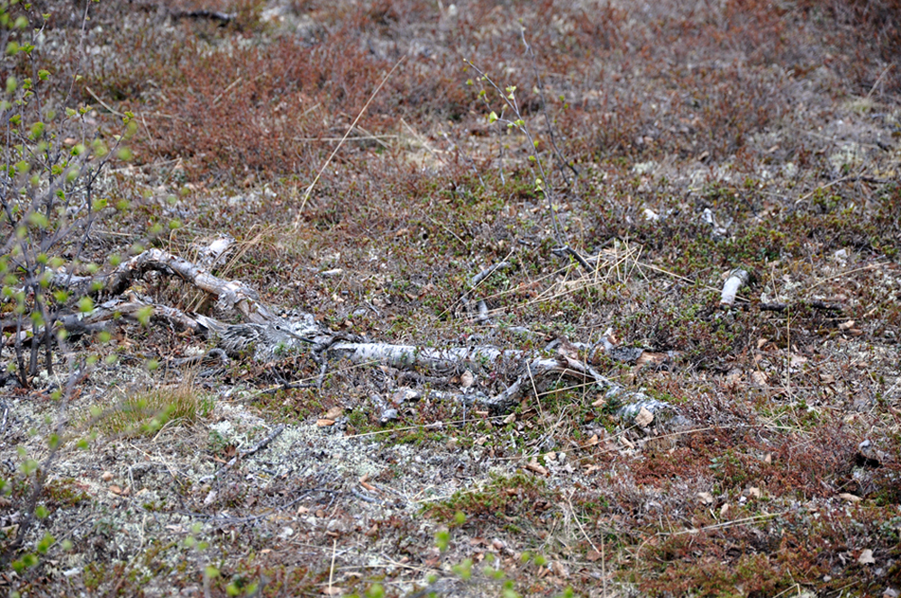 1 Greenshank._edited-1.jpg