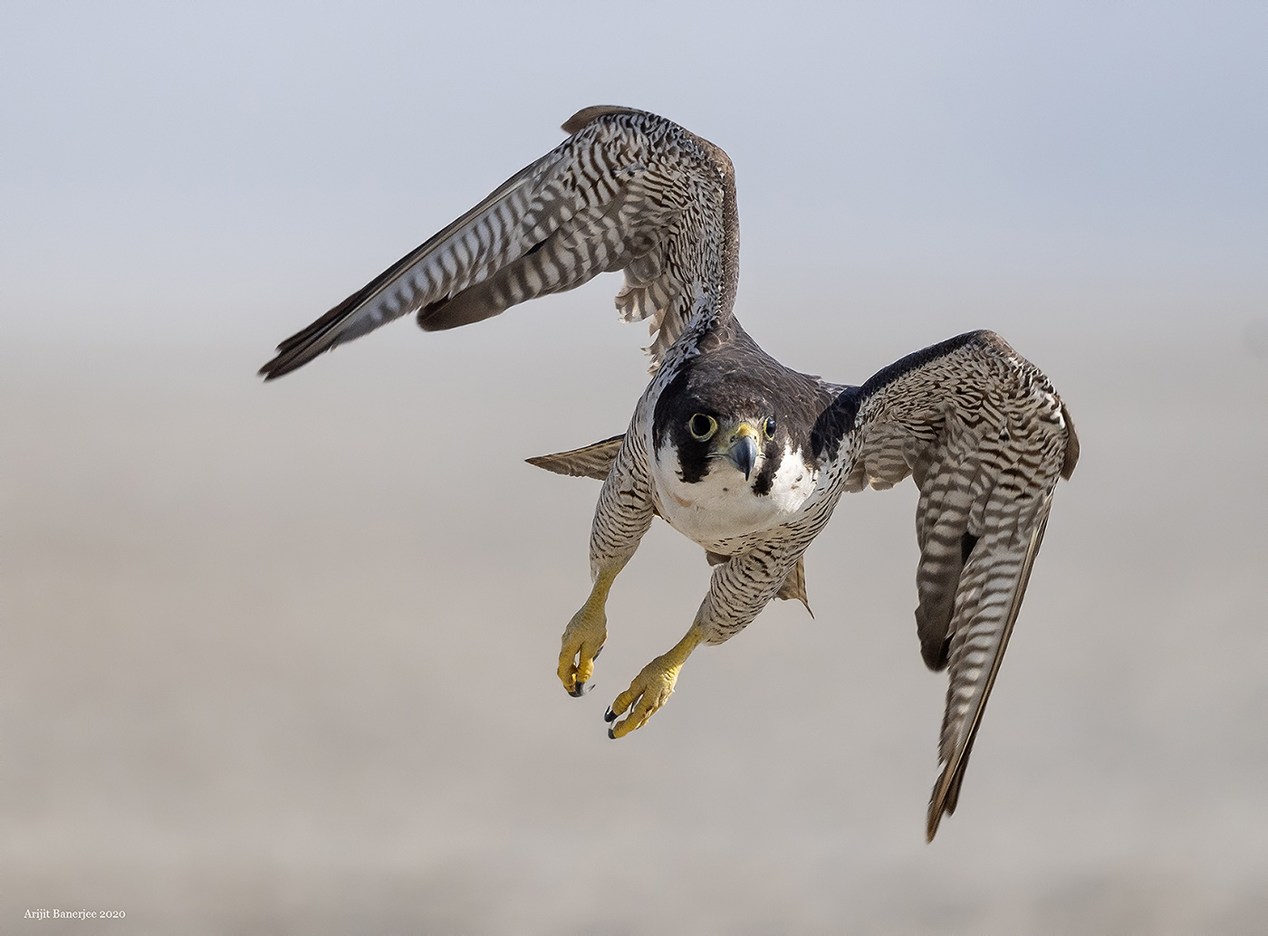 1 nov 20 sambhar peregrine falcon flight small.jpg