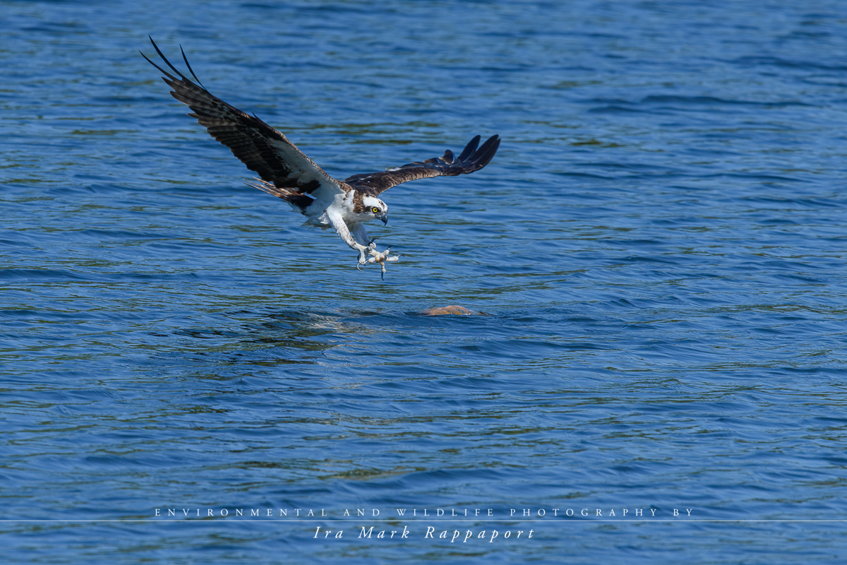 1-Osprey catching a fish.jpg