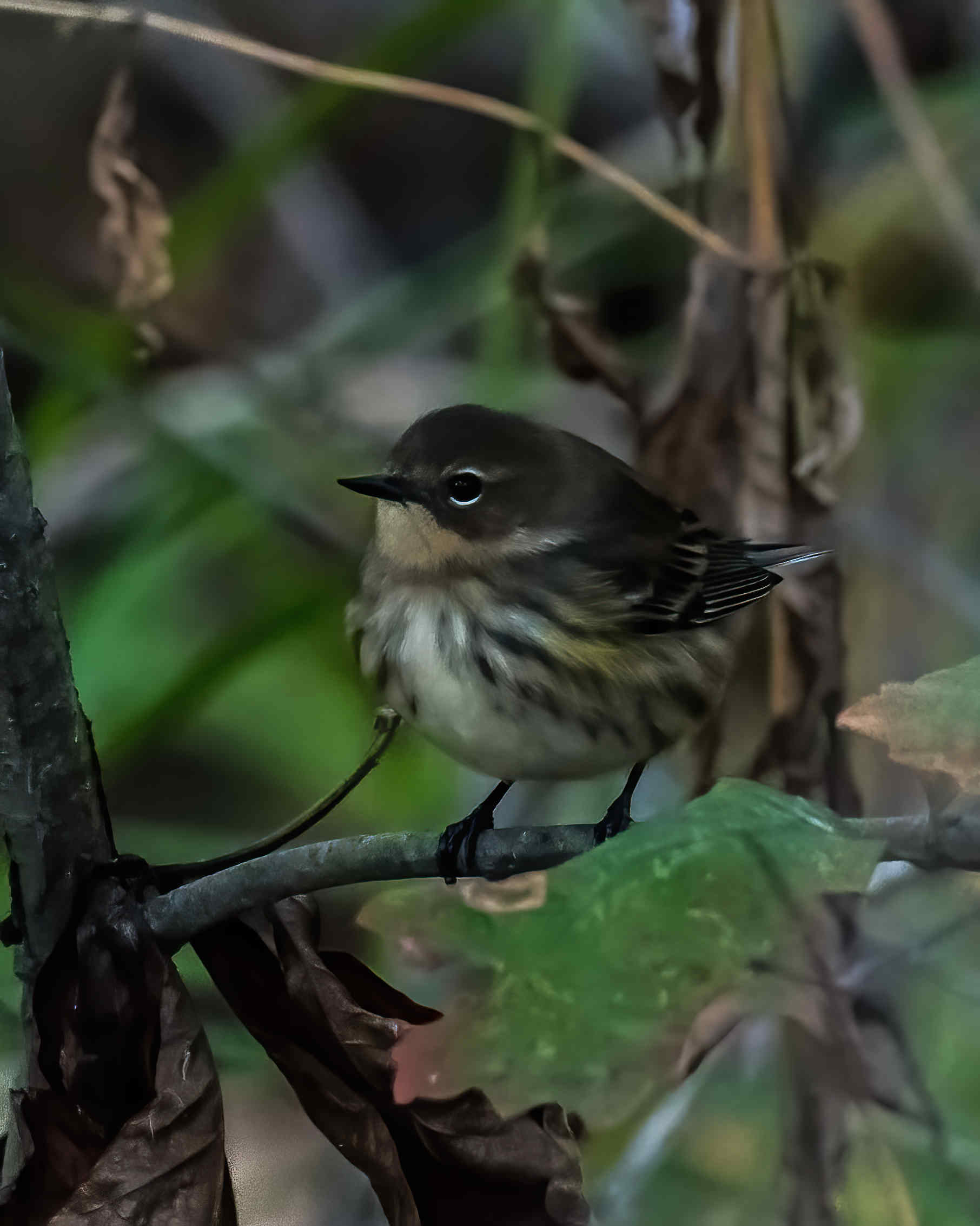 10-15-24 Yellow Rumped warbler 2 (1 of 1)-DeNoiseAI-standard.jpeg