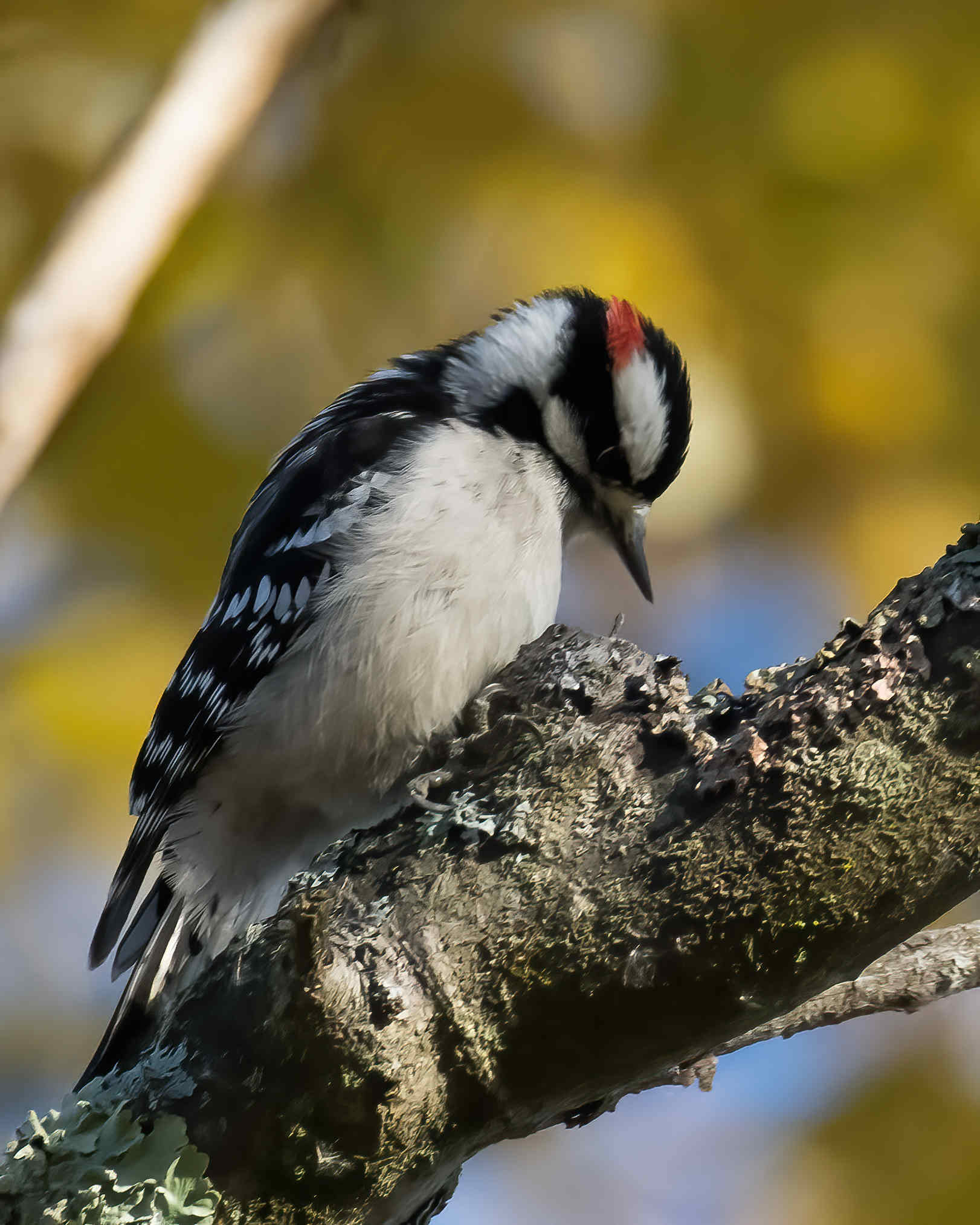 10-19-24 Downy Woodpecker 2 (1 of 1)-DeNoiseAI-standard.jpeg