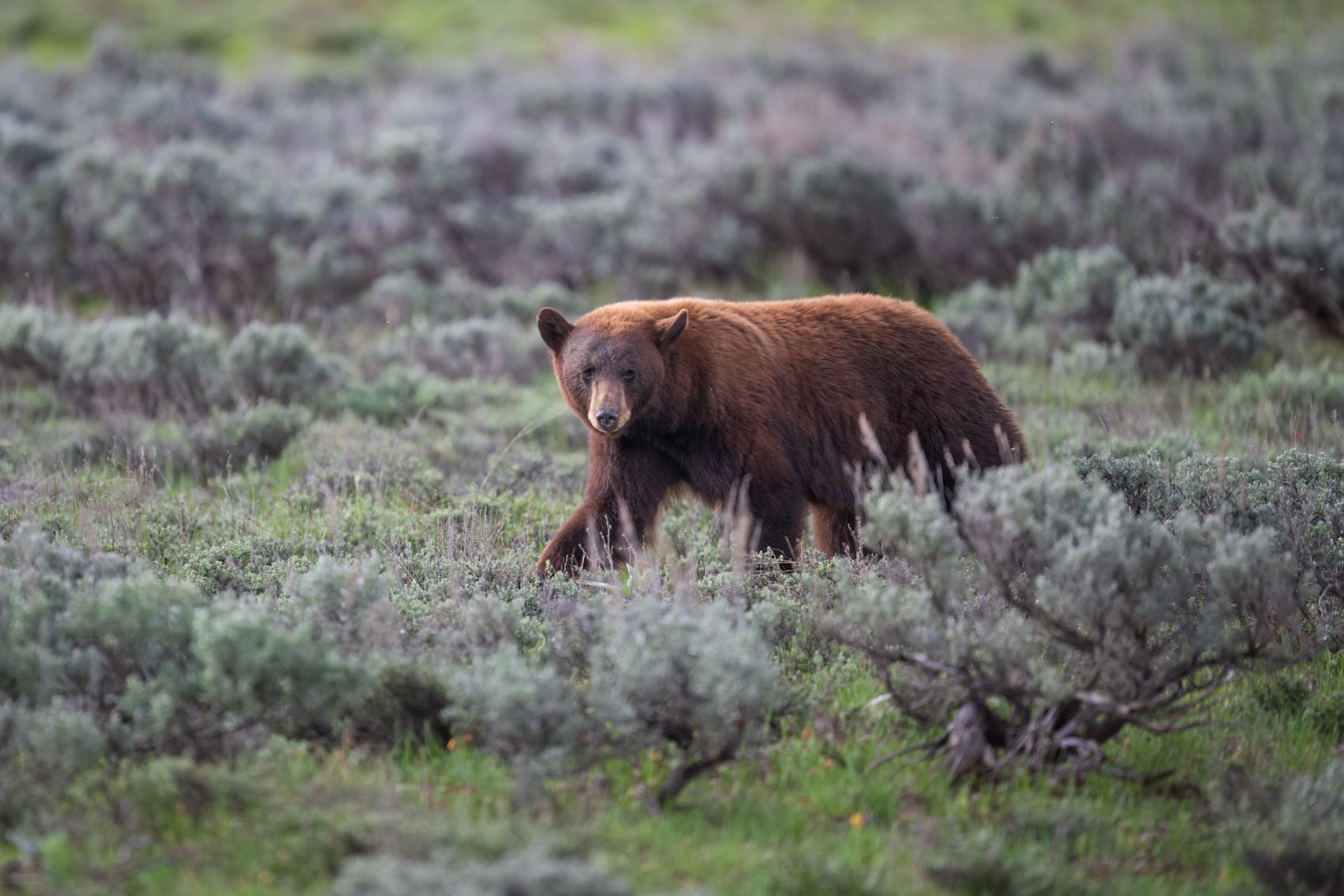 Cinnabon | Backcountry Gallery Photography Forums