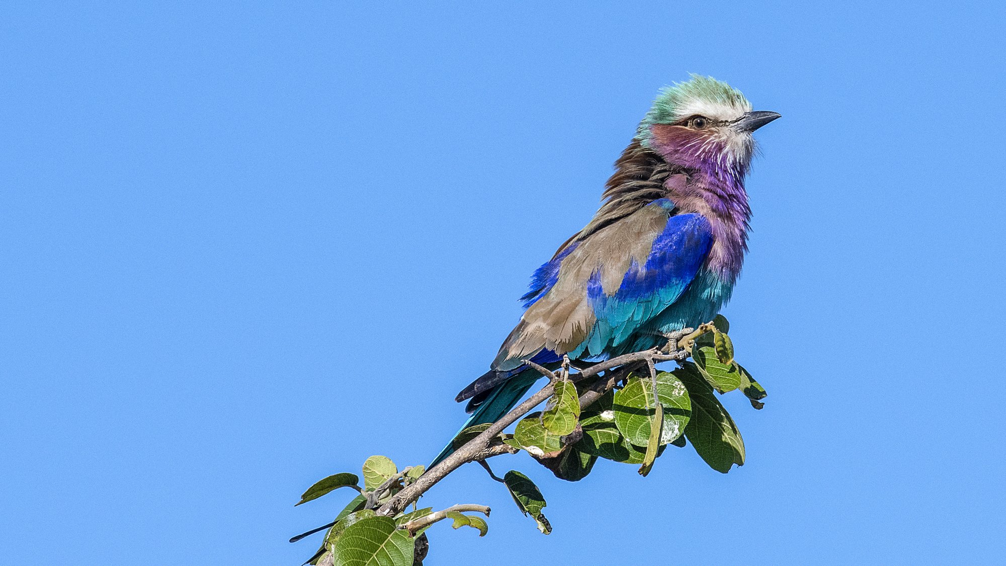1023 Lilac Breasted Roller 26May2018.jpg