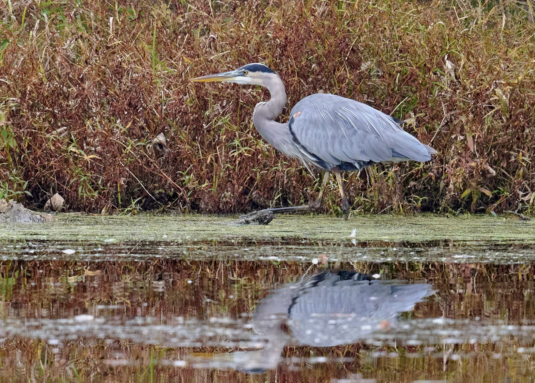 10272023-GLP Heron & Grebe-BCG-1632 1.jpg