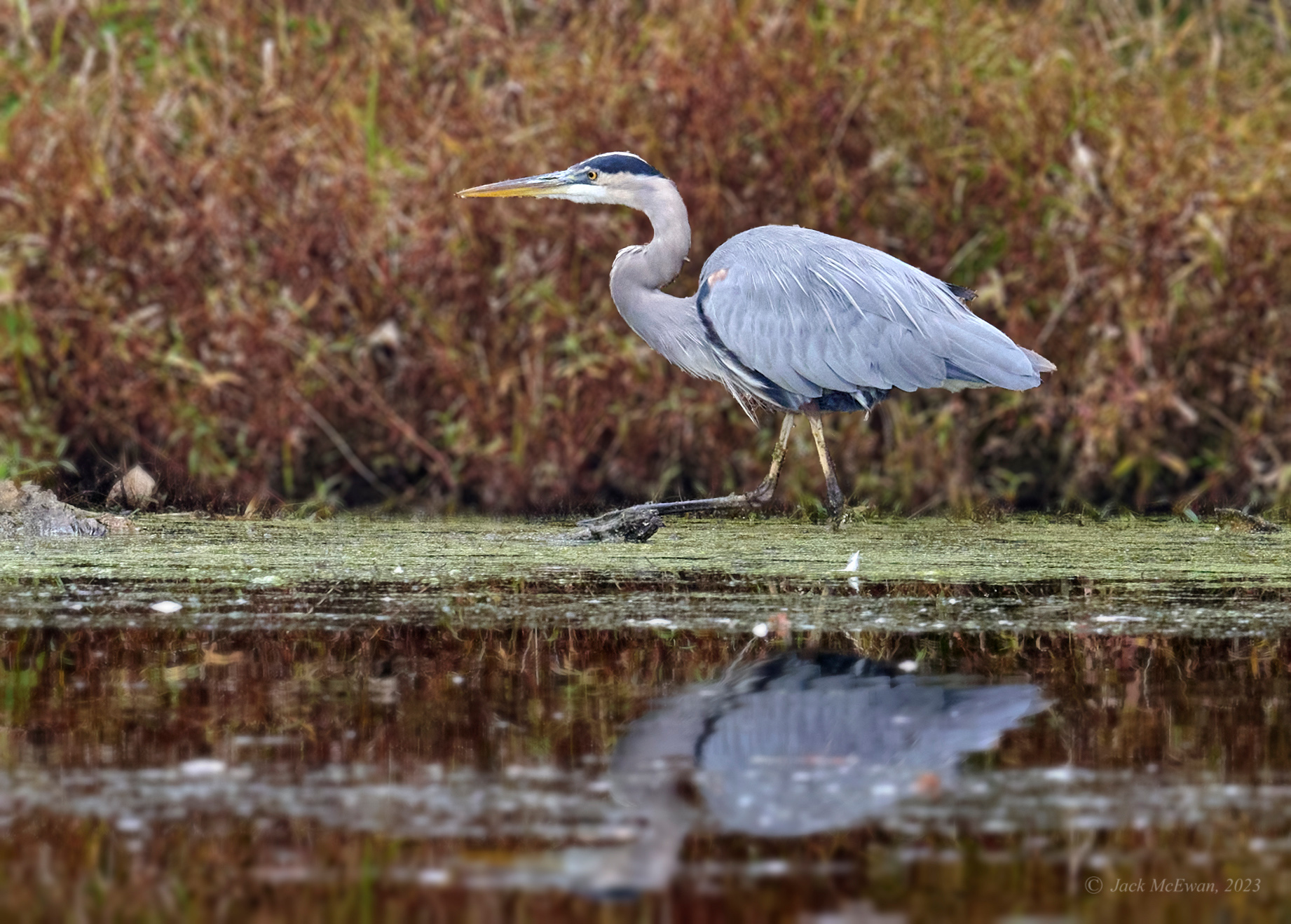 10272023-GLP Heron & Grebe-BCG-1632.jpg