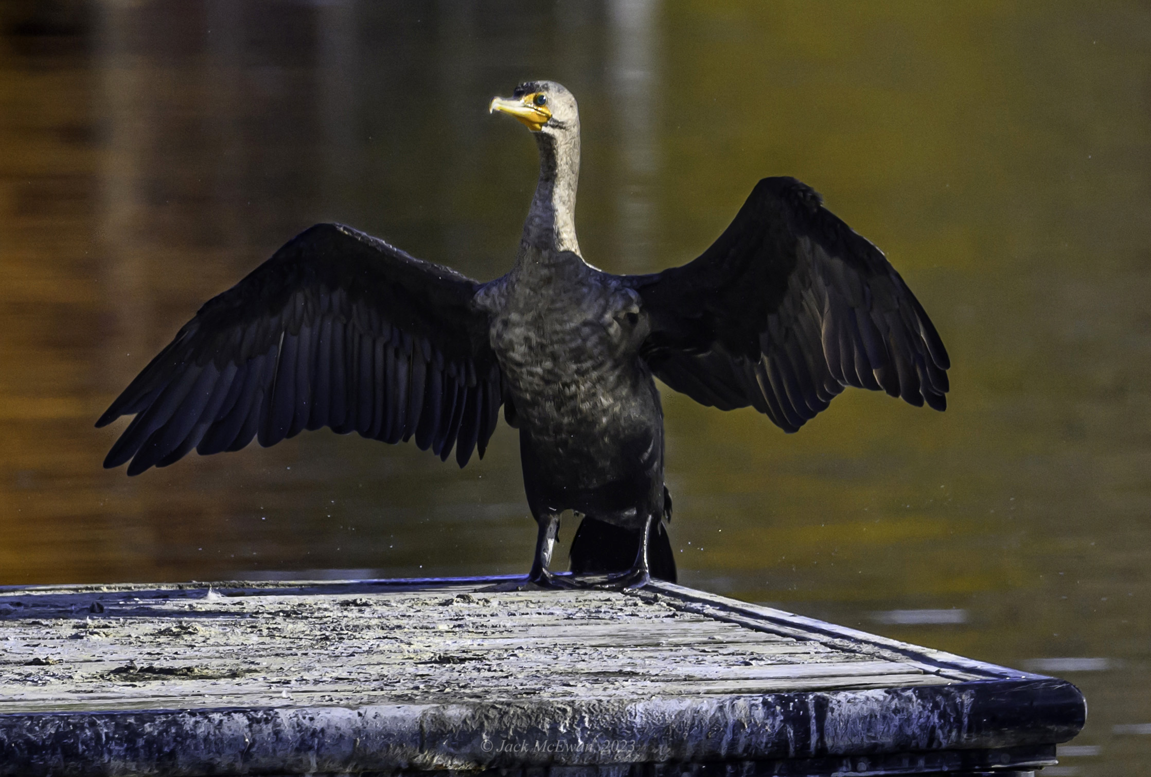 10282023-NSP Cormorants-369-BCG.jpg