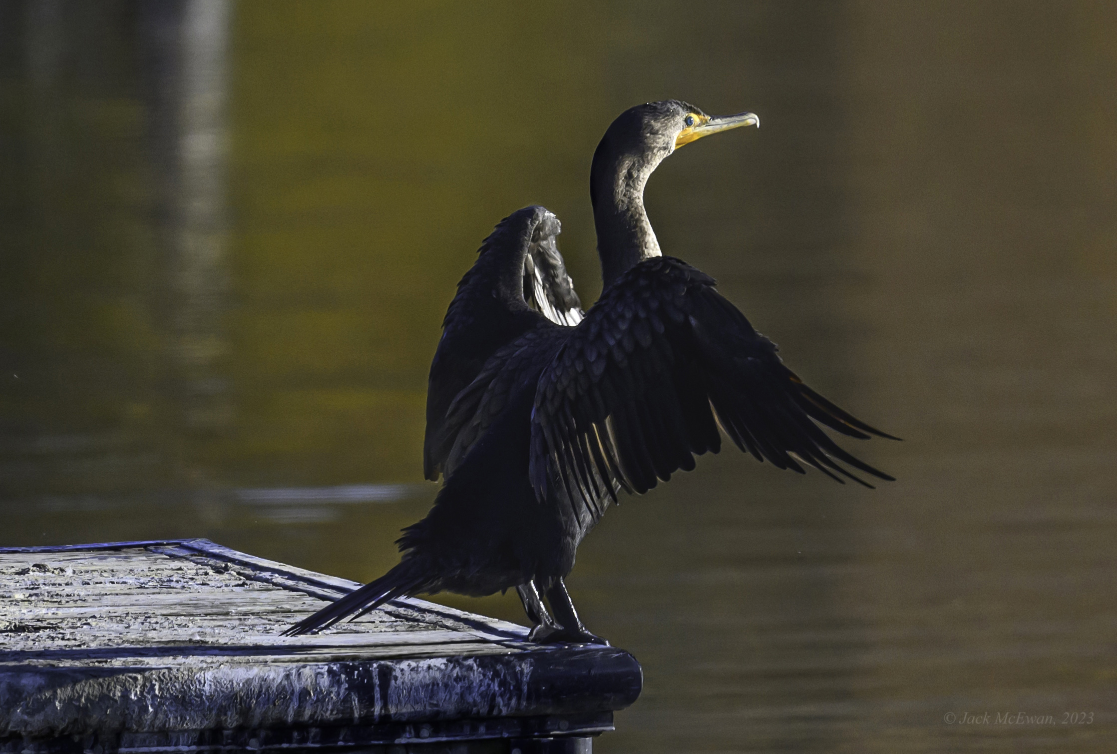 10282023-NSP Cormorants-388-BCG.jpg