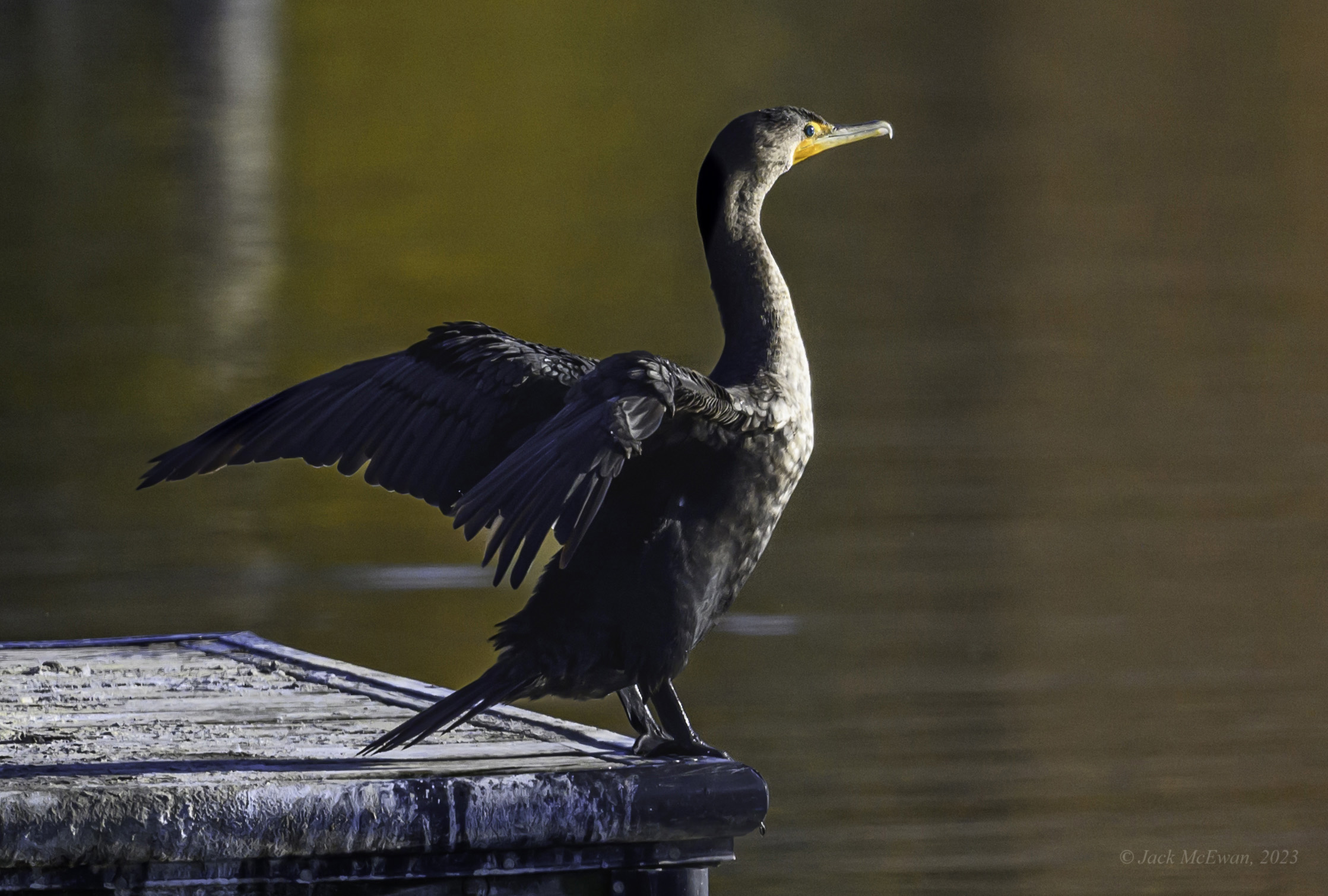 10282023-NSP Cormorants-389-BCG.jpg