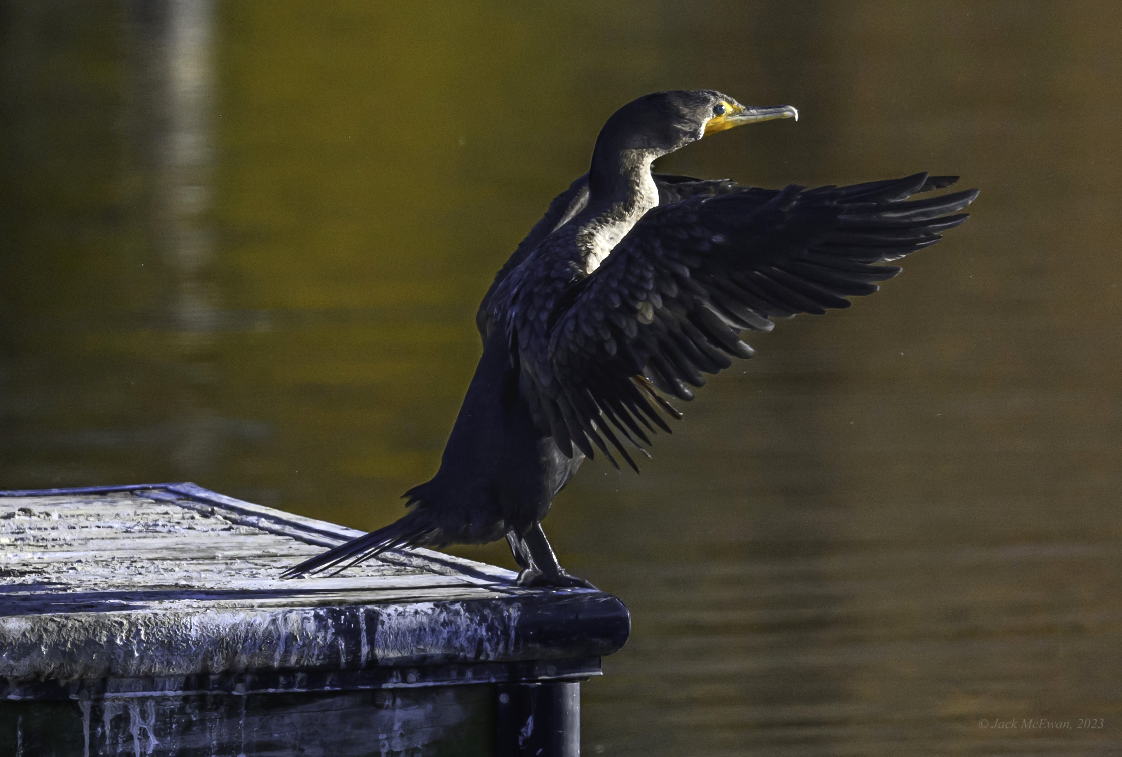 10282023-NSP Cormorants-392-BCG.jpg