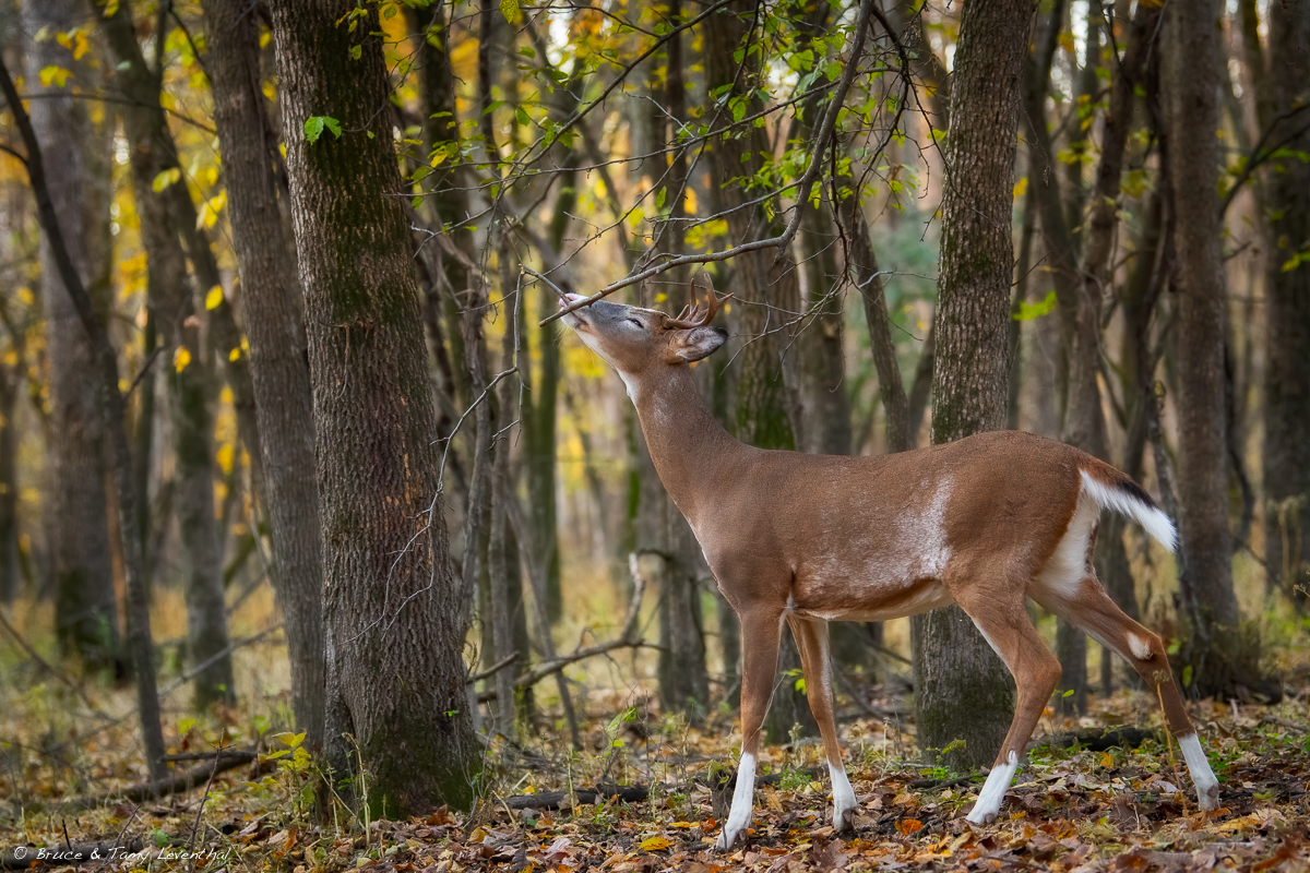 102mm  PiebaldDeer_LEV1557-Edit.jpg