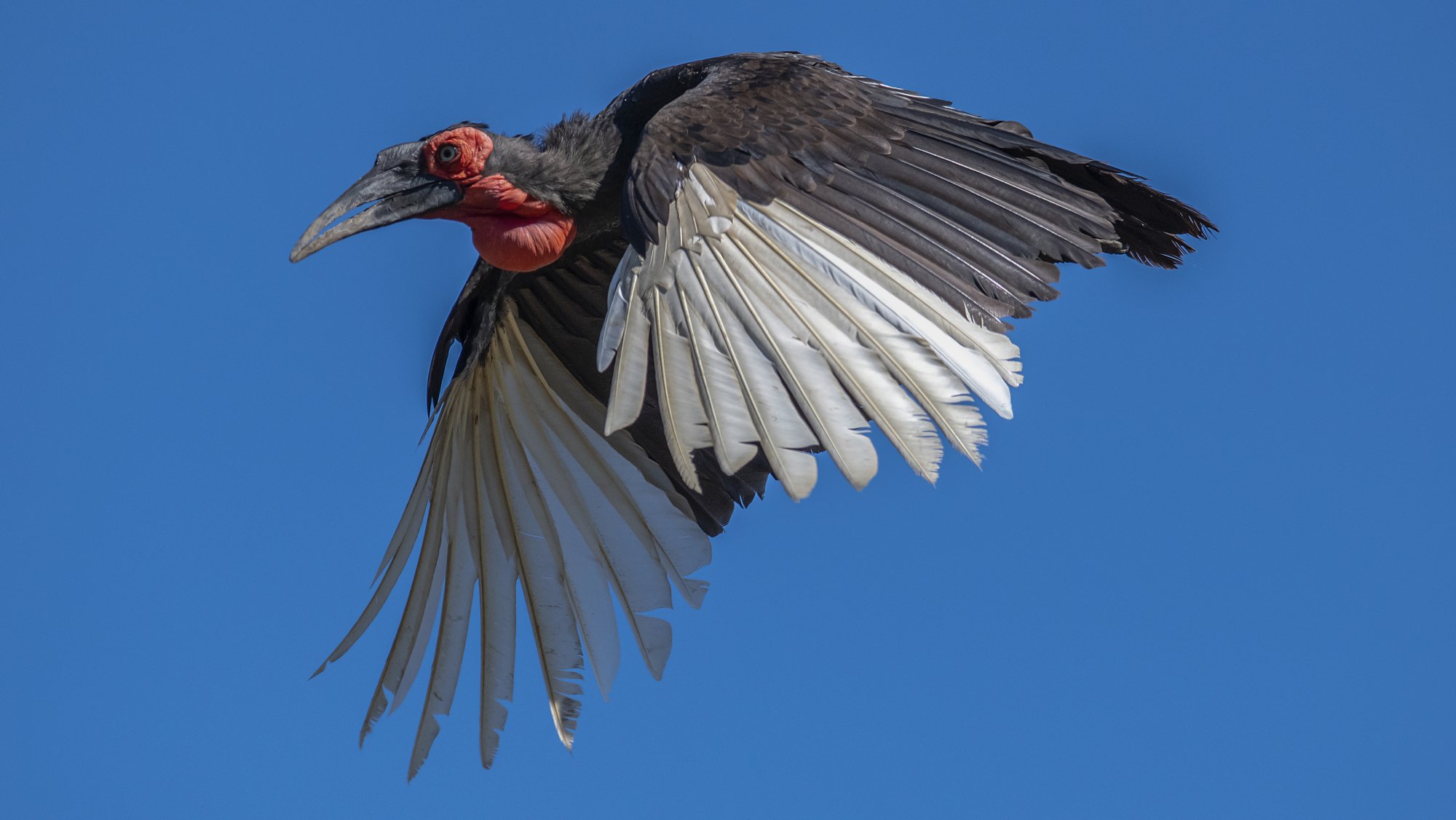 1065 Ground Hornbill 26May2018.jpg