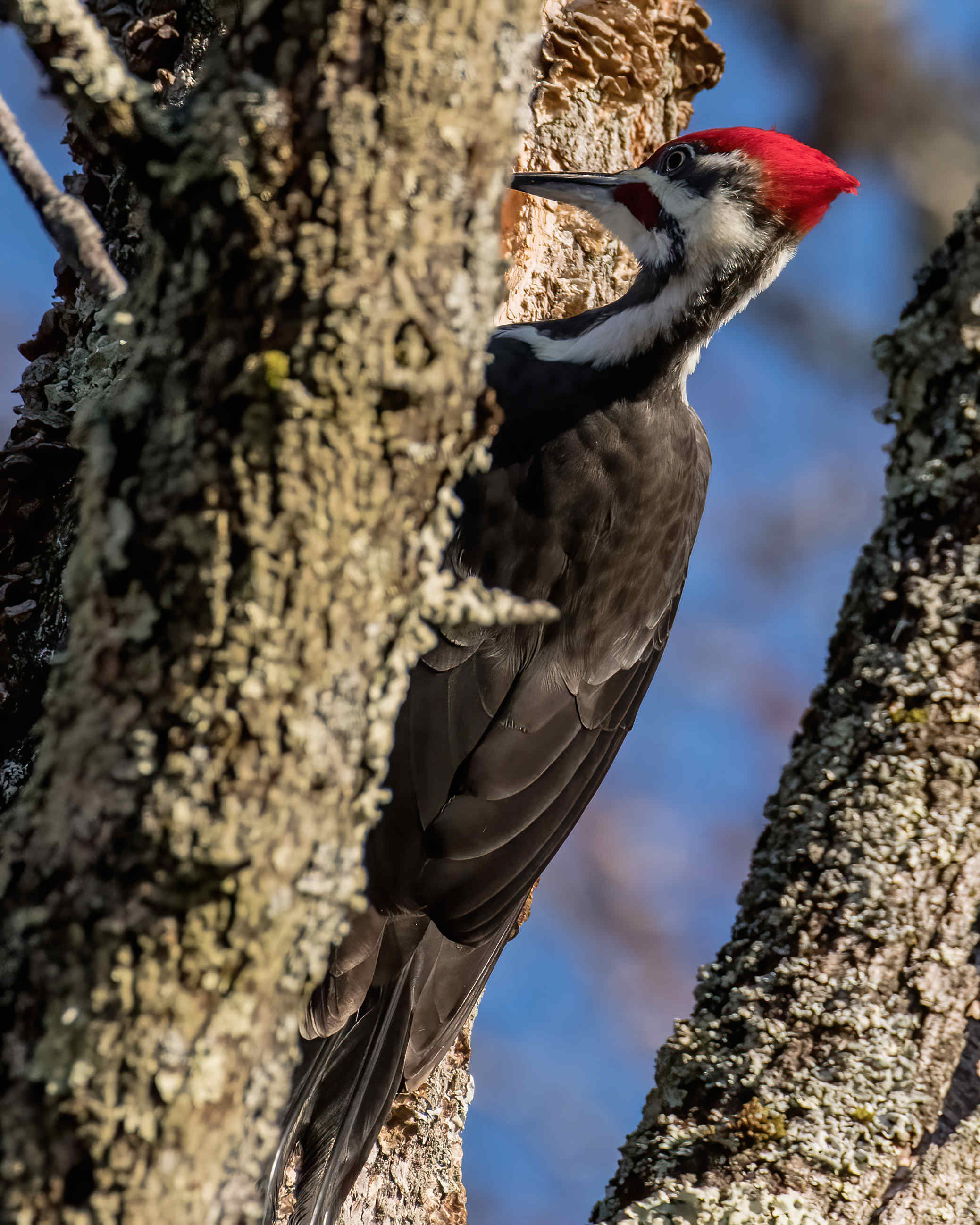 11-29-24 Pileated Woodpecker 1 (1 of 1)-DeNoiseAI-standard.jpeg