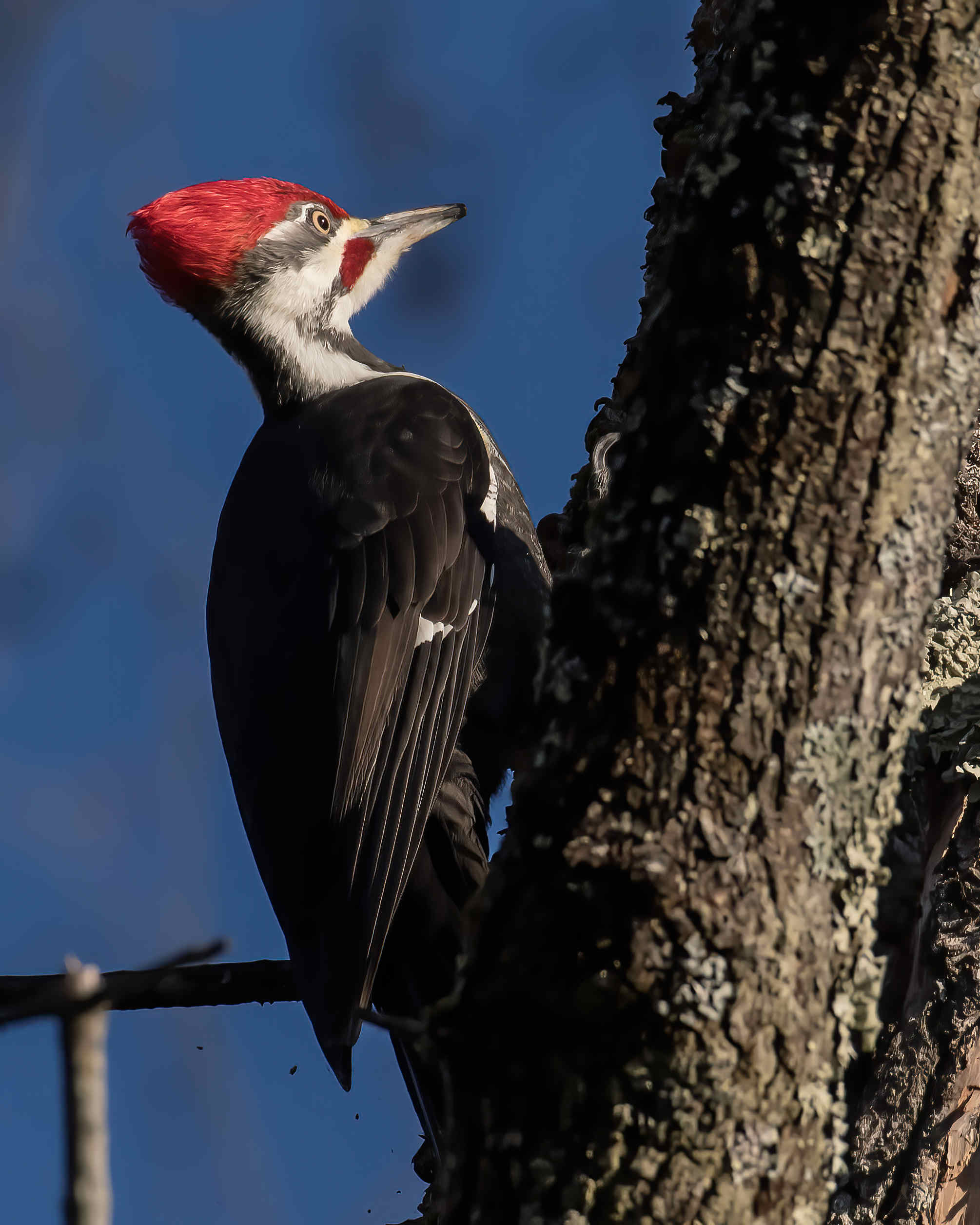 11-29-24 Pileated Woodpecker 2 (1 of 1)-DeNoiseAI-standard.jpeg