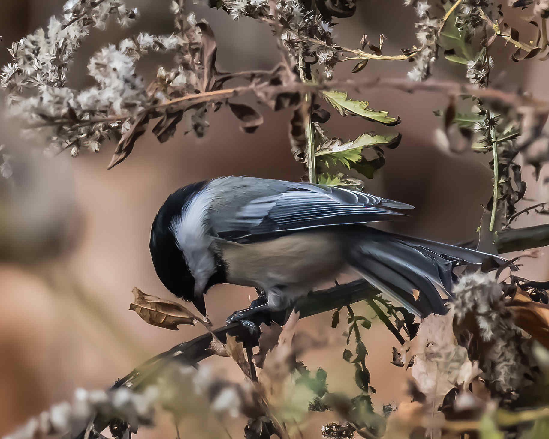 11-6-24 Black capped Chickadee 1 (1 of 1)-DeNoiseAI-standard.jpeg