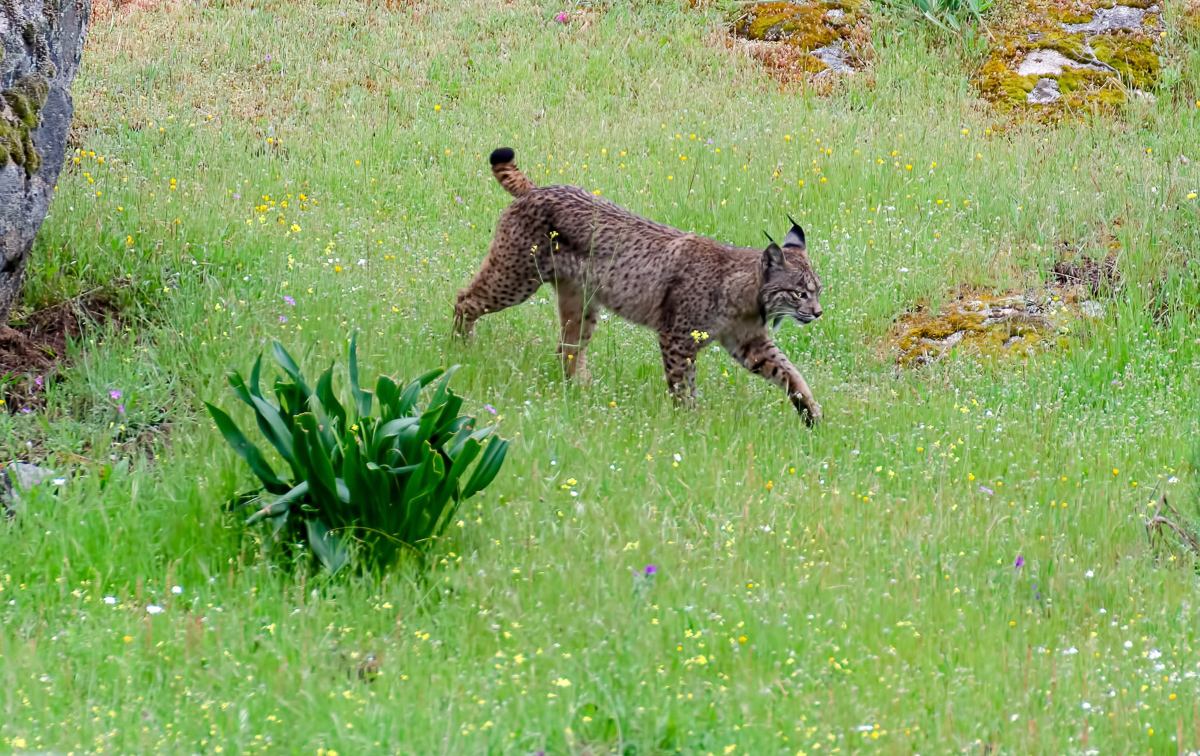 11 Iberian Lynx-edit.jpg