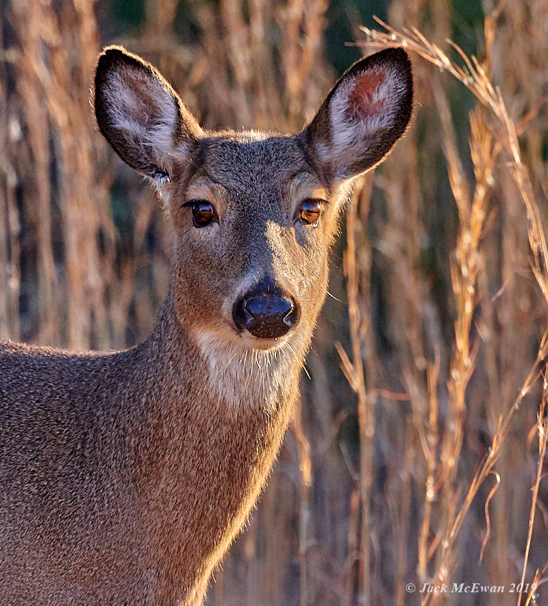 11252019-GLP Deer-016.jpg