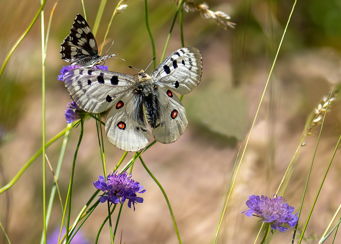 12  Apollo+Marbled White-edit-Edit.jpg