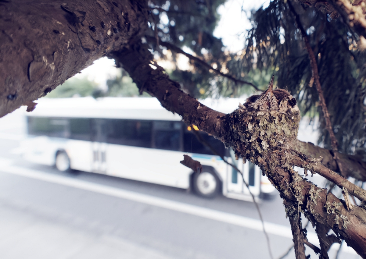 1200_Hummer Nest_2400px.jpg