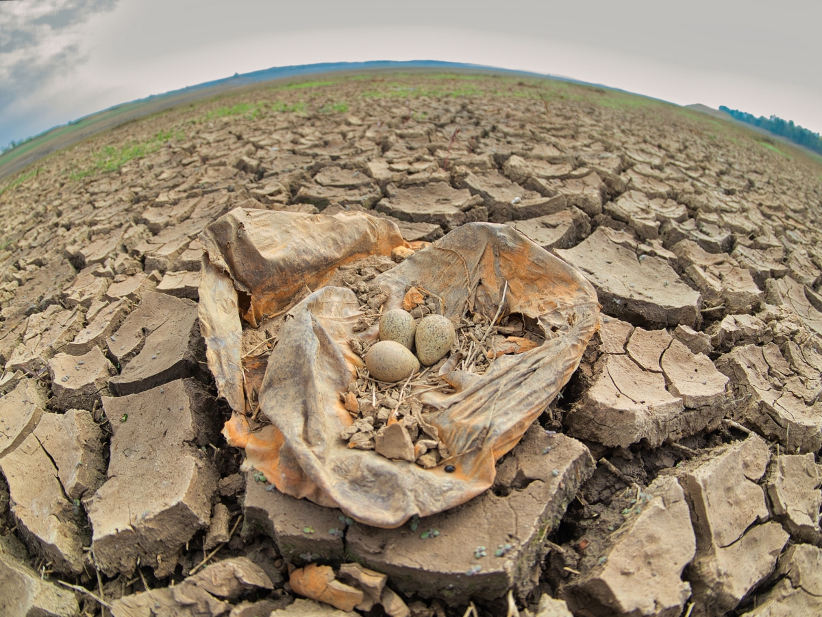 1200_Lapwing Nest_2400px.jpg