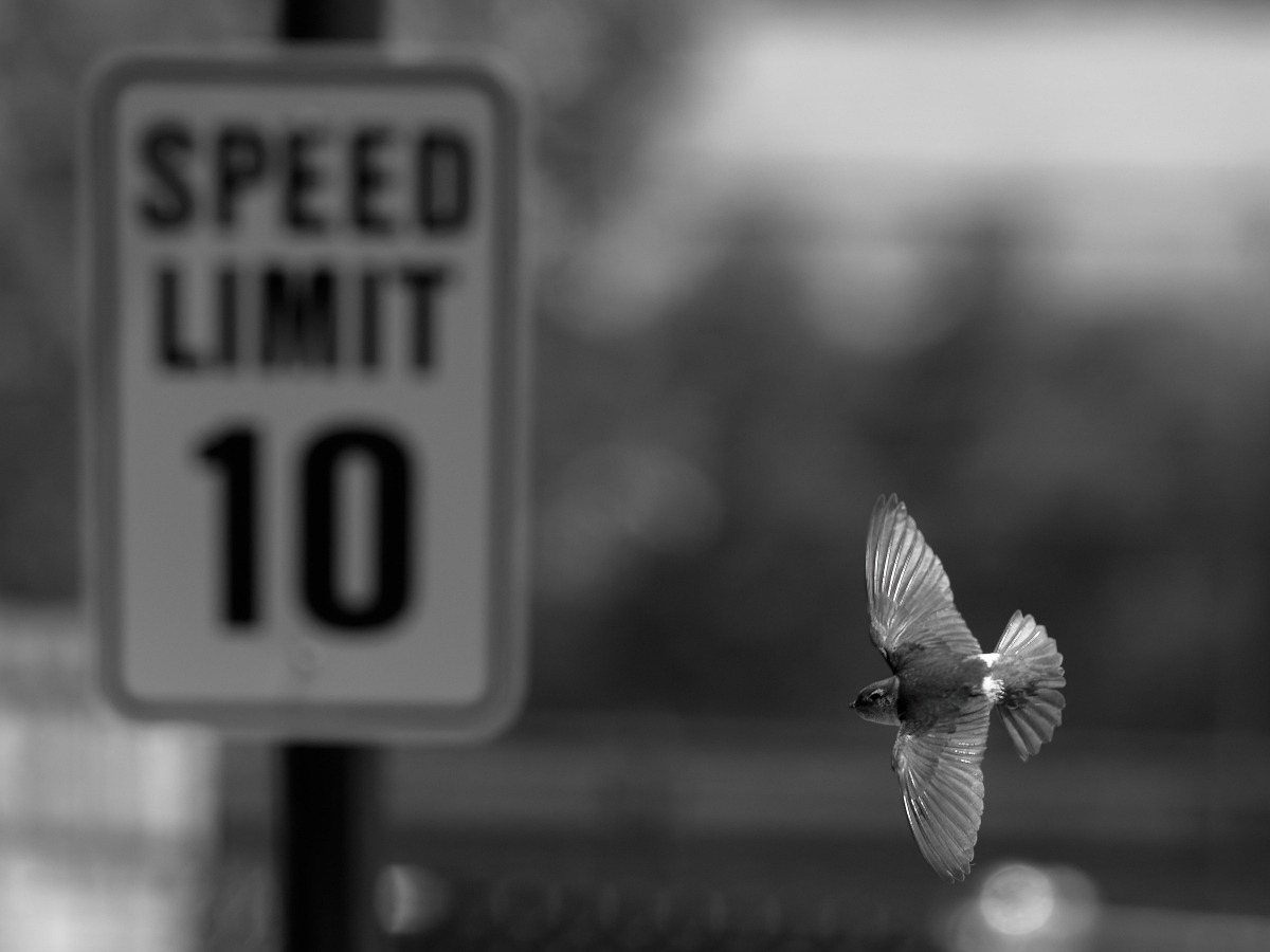 1200_Speed Limit_2400px.jpg